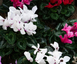 Cyklamen/fiołek alpejski