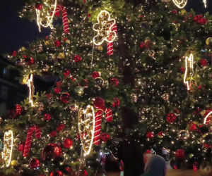 Choinka przed urzędem miasta w Szczecinie