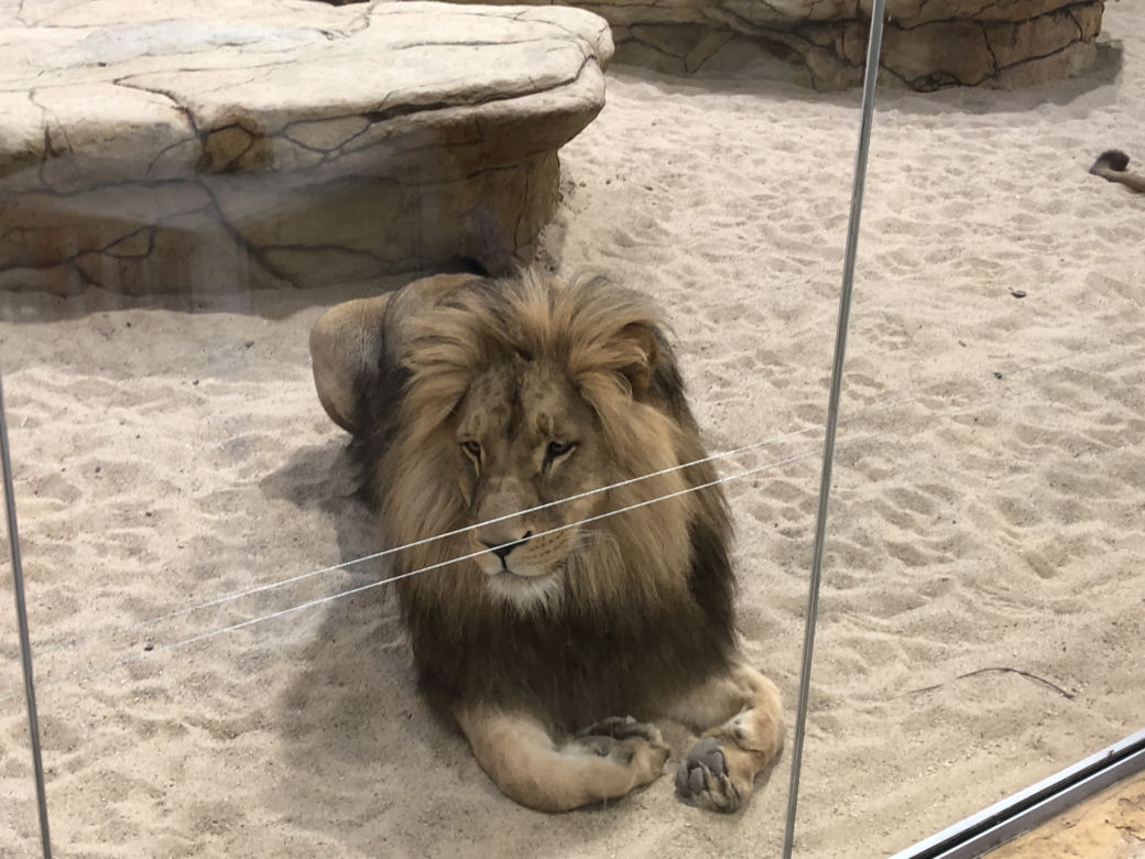 Lwy w opolskim zoo