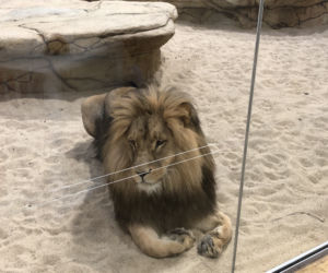 Lwy w opolskim zoo