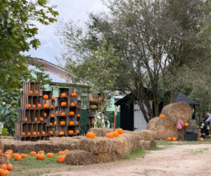 Farma Sołtysa w Wąchocku już otwarta. Nowa atrakcja dla rodzin przyciągnęła pierwszych gości