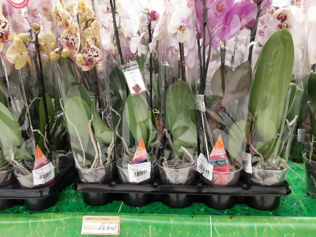 Ceny kwiatów na Dzień Kobiet w popularnych marketach 