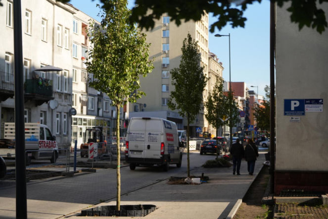 Było betonowo, będzie zielono. Sadzimy pierwsze drzewa na Okrzei - ZDM Warszawa