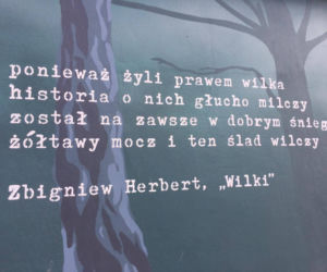 Zniszczono mural Żołnierzy Wyklętych! Napis MORDERCA na portrecie majora Łupaszki [ZDJĘCIA]