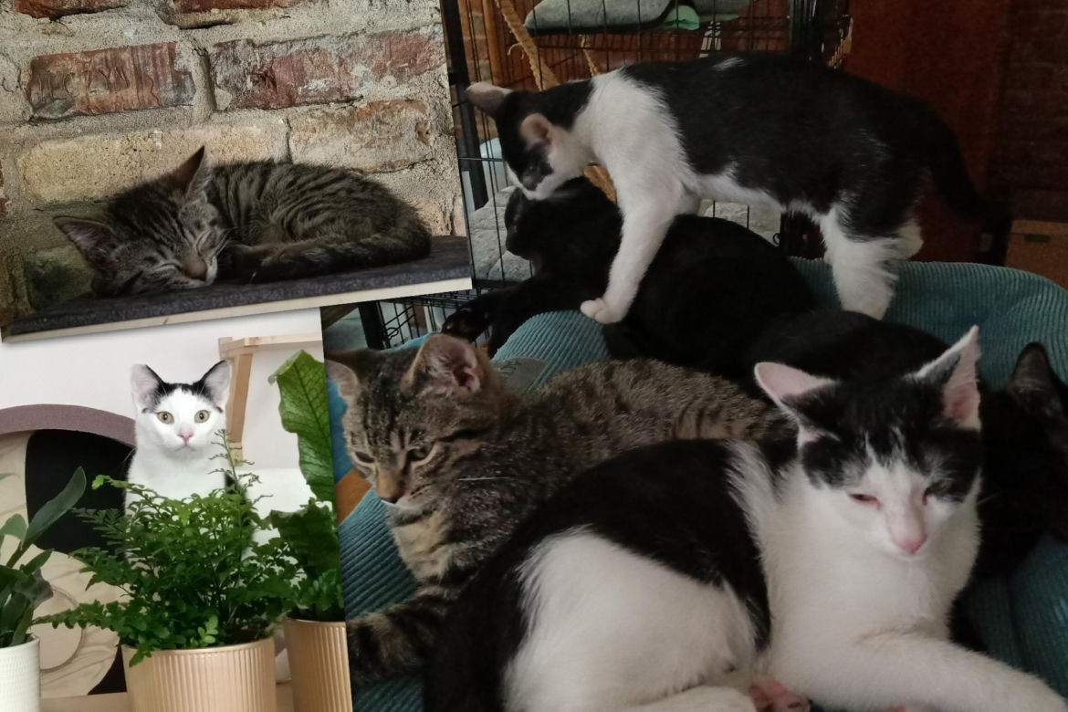 Tramwajowe koty szukają domu. "Fabryka Mruczenia", mały Duńczyk i spółka polecają się do adopcji.