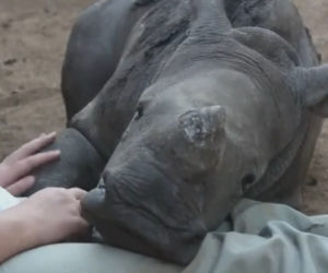 nosorożec w żałobie