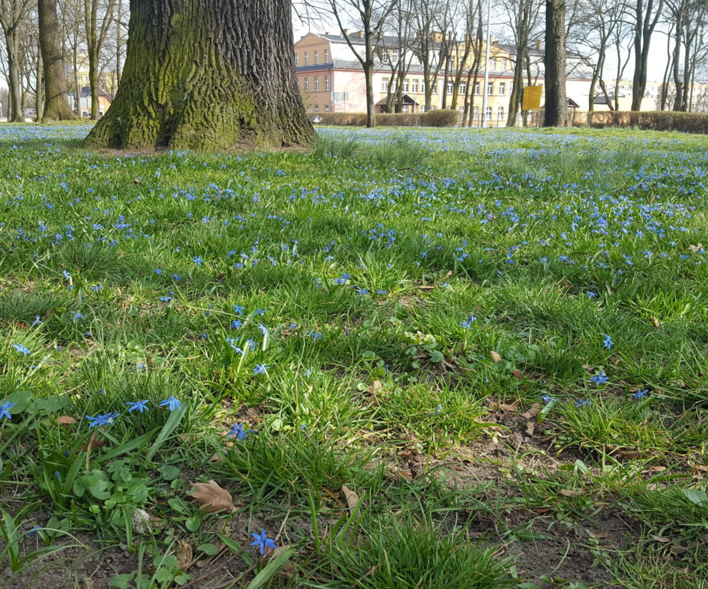 Park Jonstona w Lesznie opanowały cebulice. To jeden z kwiatowych symboli wiosny