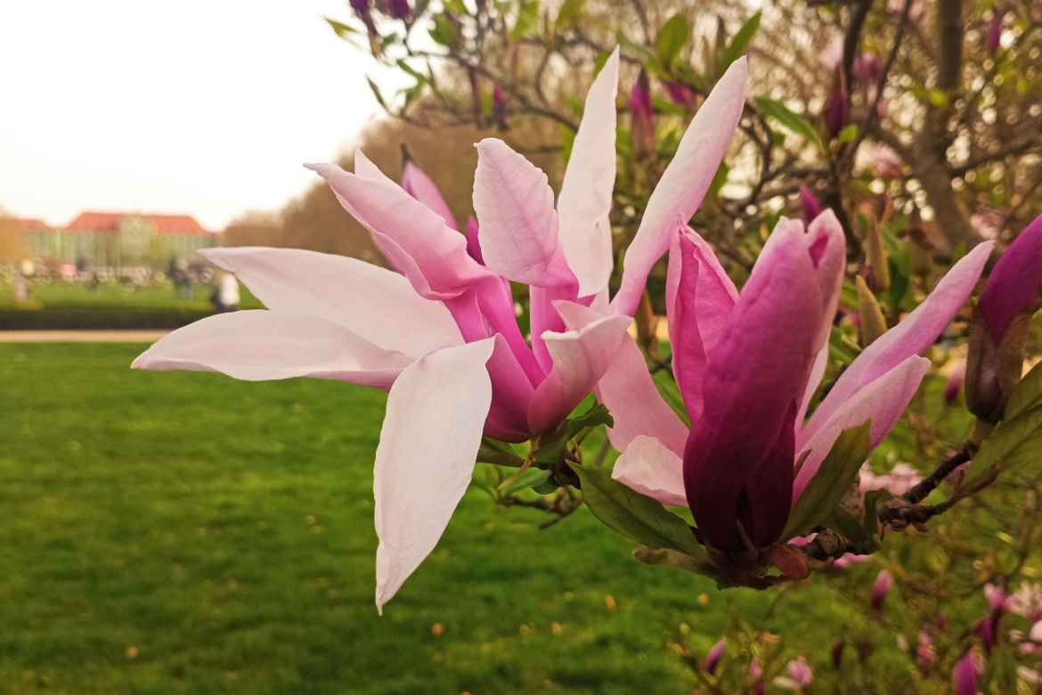 Magnolie w Szczecinie