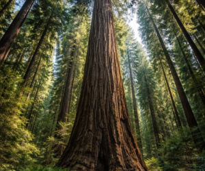 Największe drzewo na świecie