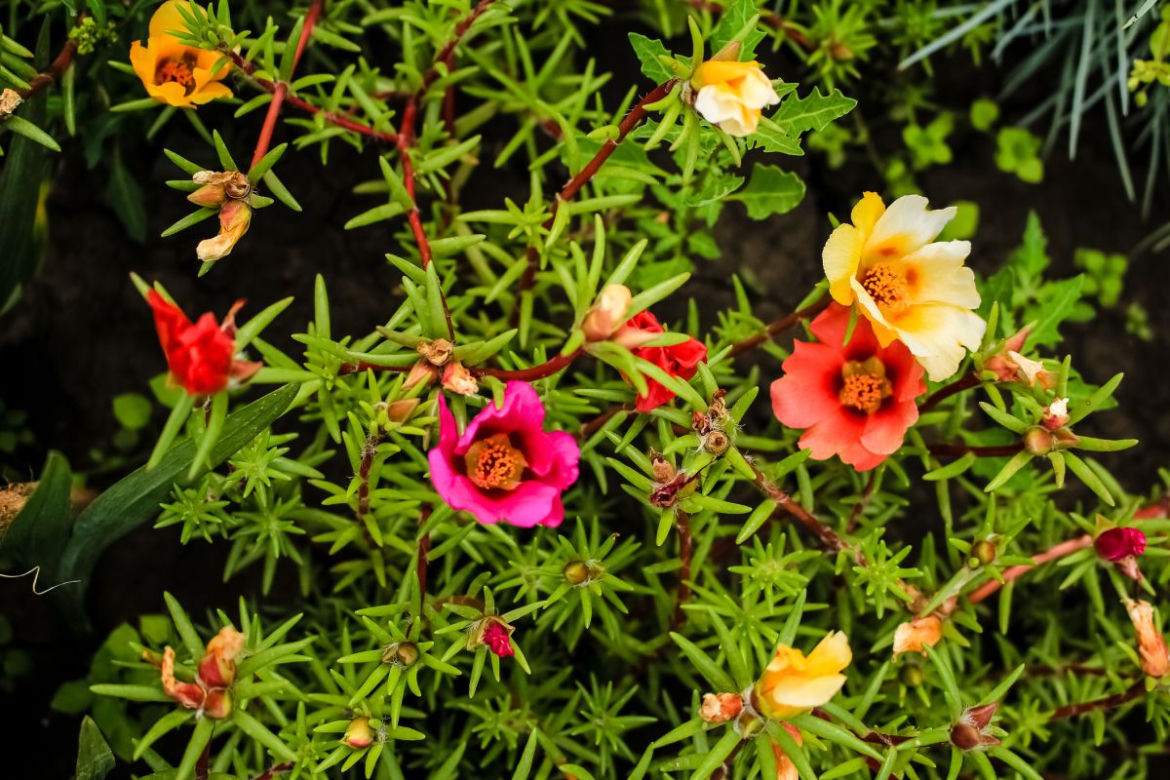 Portulaka wielkokwiatowa