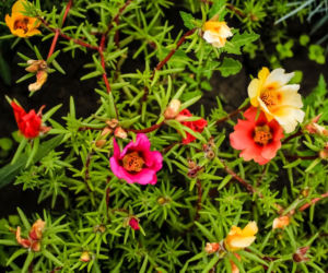 Portulaka wielkokwiatowa