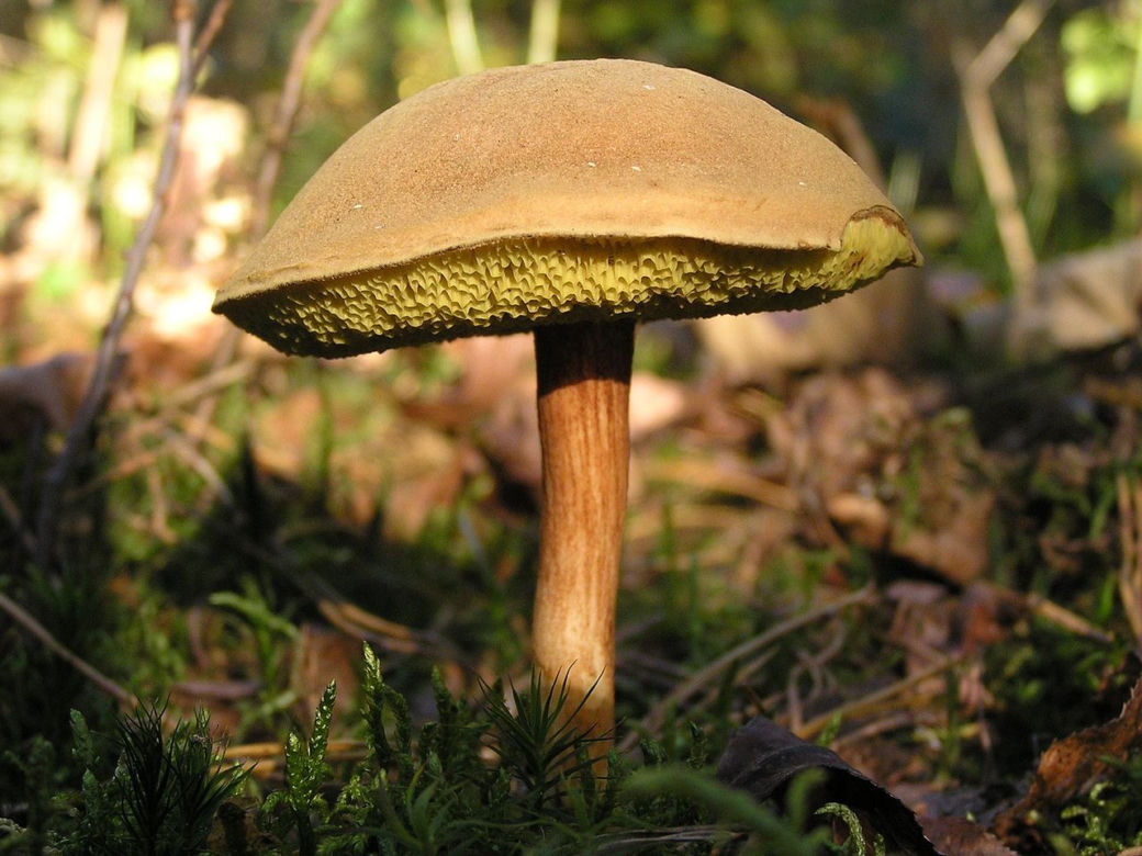 Podgrzybek zajączek