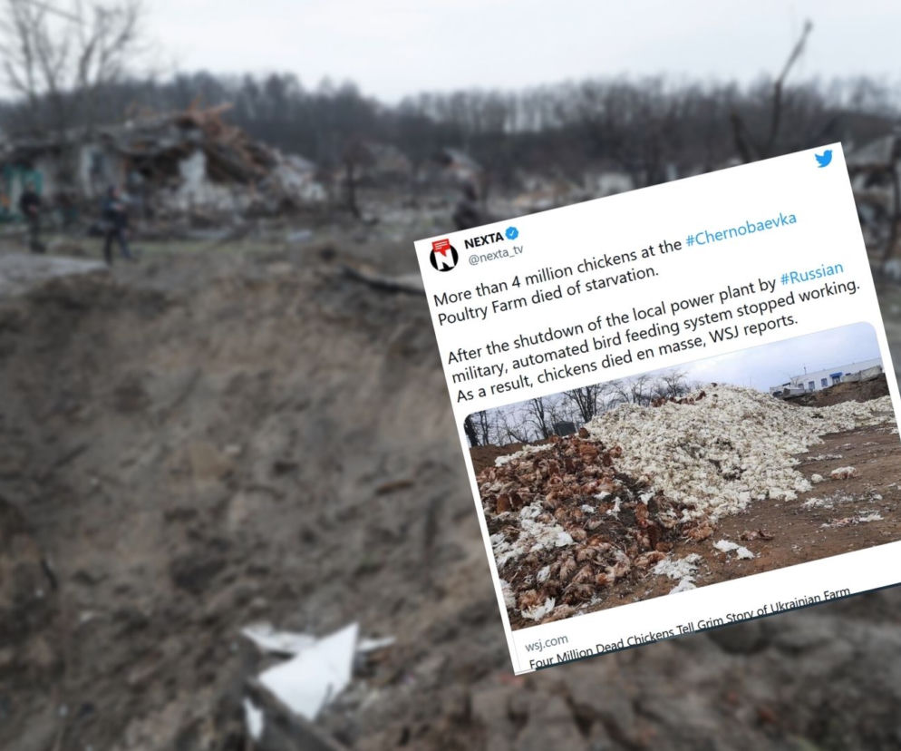 Największa ferma drobiu w Europie zniszczona. Nie żyje 4 miliony ptaków! Zabieramy je, przewozimy i zakopujemy