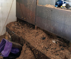 Żaroodporny pies i cud w Ciechanowcu