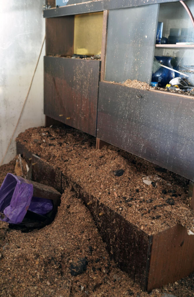 Żaroodporny pies i cud w Ciechanowcu