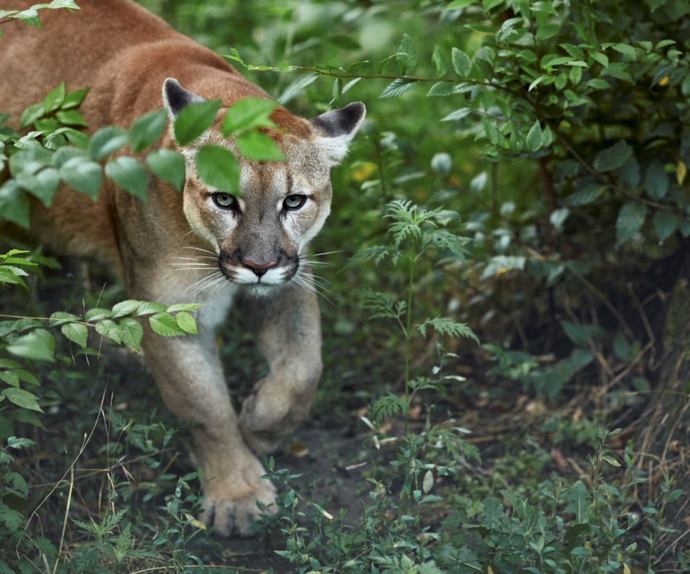 Czeska puma idzie nad morze