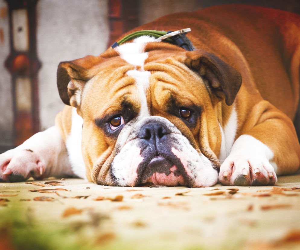 buldog angielski