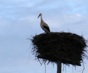Bociany w środku zimy zawitały do Starej Kamionki na Podlasiu