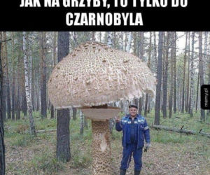 Trwa sezon na grzyby! Oto najlepsze memy o grzybiarzach!