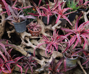 Cryptanthus 