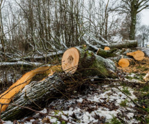 WARIAT Z PIŁĄ grasuje na Pomorzu! Naciął kilkadziesiąt drzew. Jedno RUNĘŁO NA DROGĘ