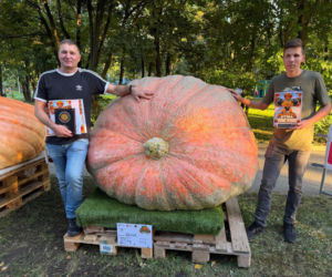 Wyhodowali prawdziwego giganta! Ta dynia waży 918 kg i ma rekord Polski