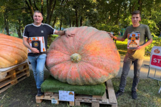 Wyhodowali prawdziwego giganta! Ta dynia waży 918 kg i ma rekord Polski
