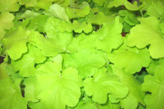 Żurawka ‘Citronelle’ PBR - Heuchera ‘Citronelle’ PBR