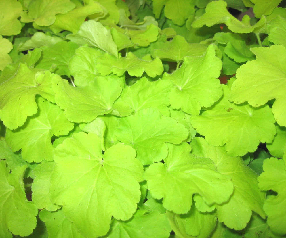 żurawka 'Citronelle'