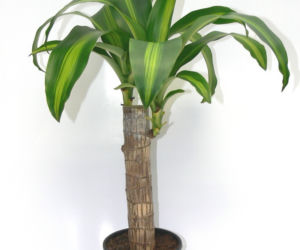 Dracena wonna ‘Massangeana’