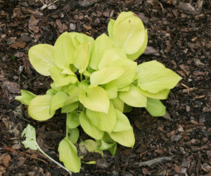 Funkia 'Vanilla Cream'