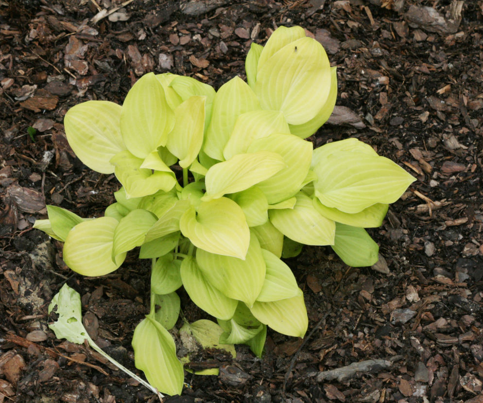 Funkia 'Vanilla Cream'
