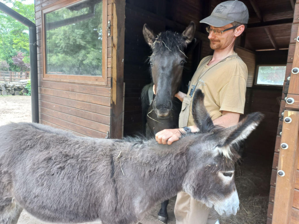 Mini ZOO w Lesznie ma nowych mieszkańców. To owce, konie i osioł