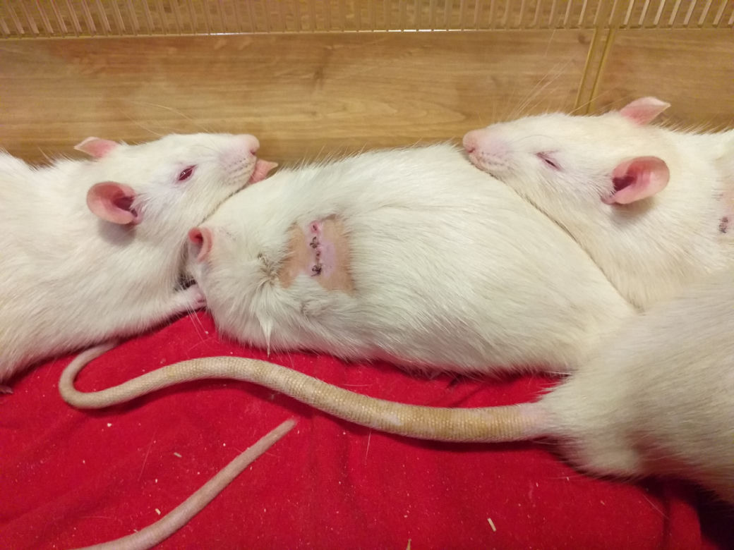 Zwierzęta laboratoryjne do adopcji