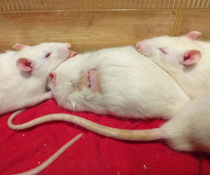 Zwierzęta laboratoryjne do adopcji