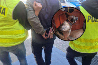 Policyjny pies Szron wywęszył potężne zapasy. 40-latek ukrywał w domu kilogramy narkotyków