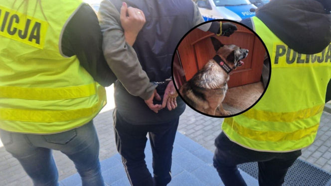 Policyjny pies Szron wywęszył potężne zapasy. 40-latek ukrywał w domu kilogramy narkotyków