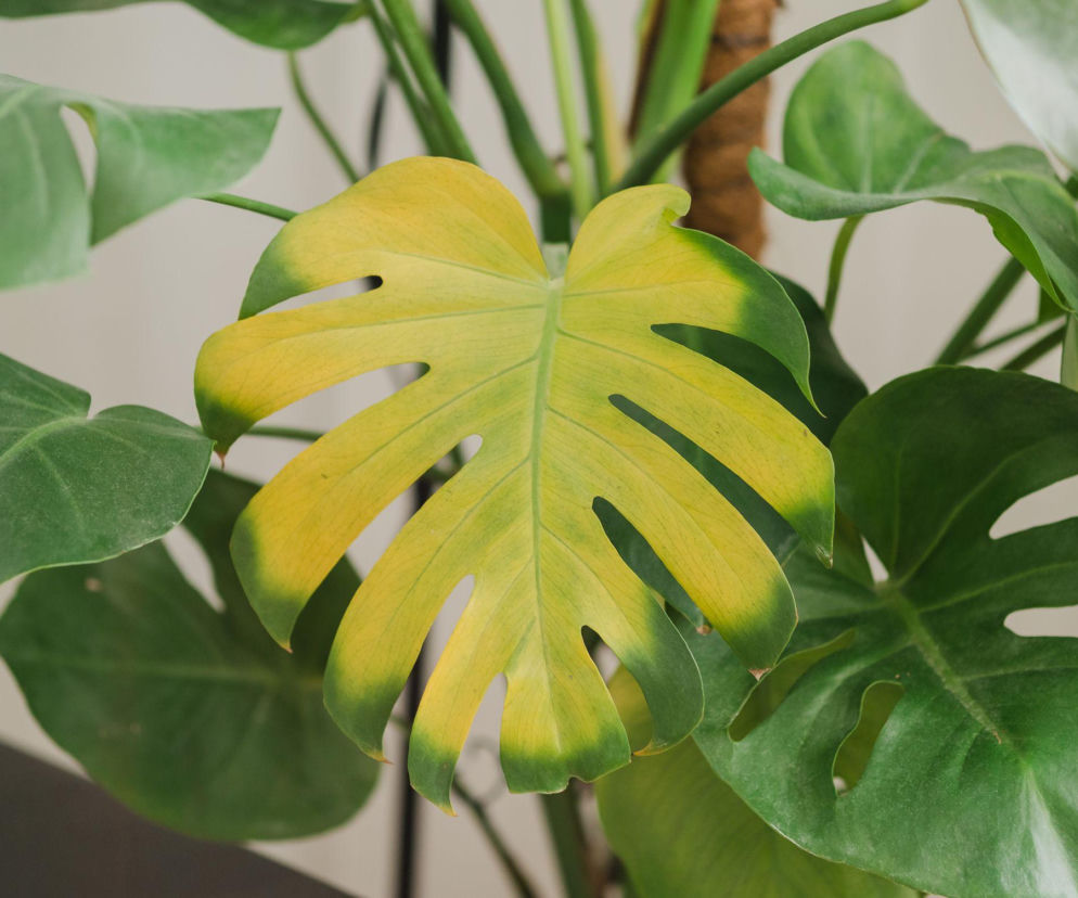 Monstera ma żółte liście?  Jak uratować żółknącą monsterę?