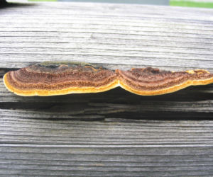 Niszczyca płotowa (Gloeophyllum sepiarium)