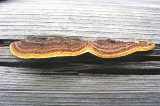 Niszczyca płotowa (Gloeophyllum sepiarium)
