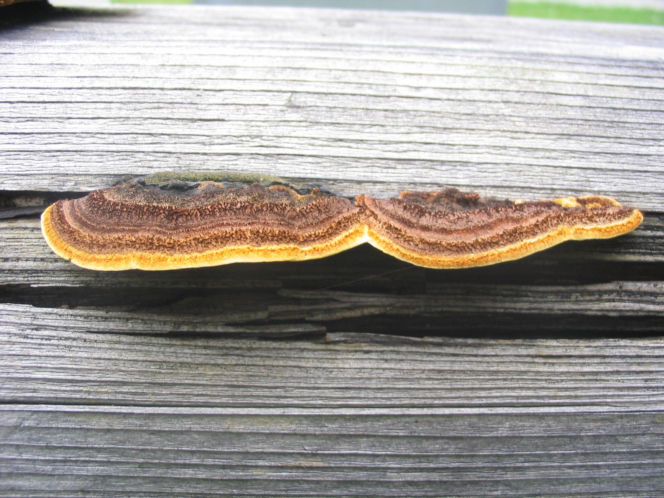 Niszczyca płotowa (Gloeophyllum sepiarium)