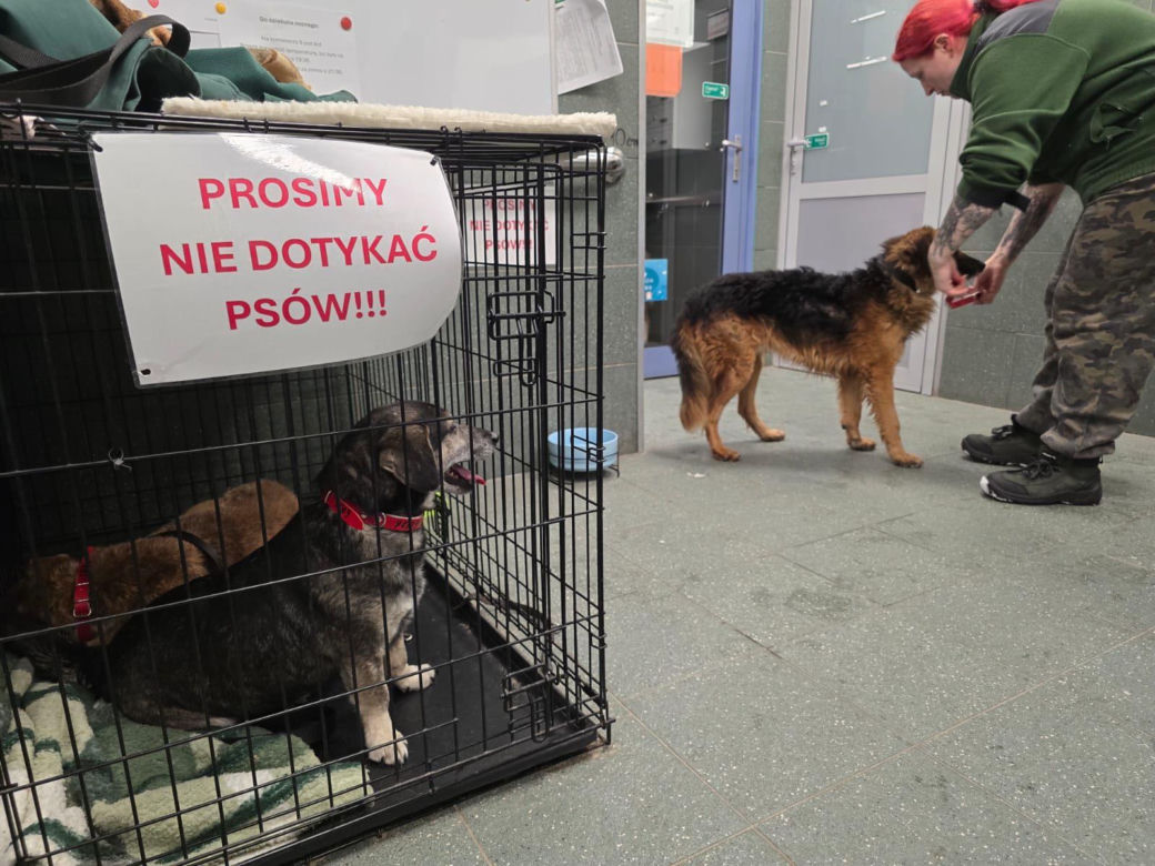 Wielka akcja w schronisku pod Radomiem. Zwierzęta pilnie szukają domów!