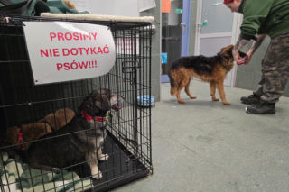 Wielka akcja w schronisku pod Radomiem. Zwierzęta pilnie szukają domów!