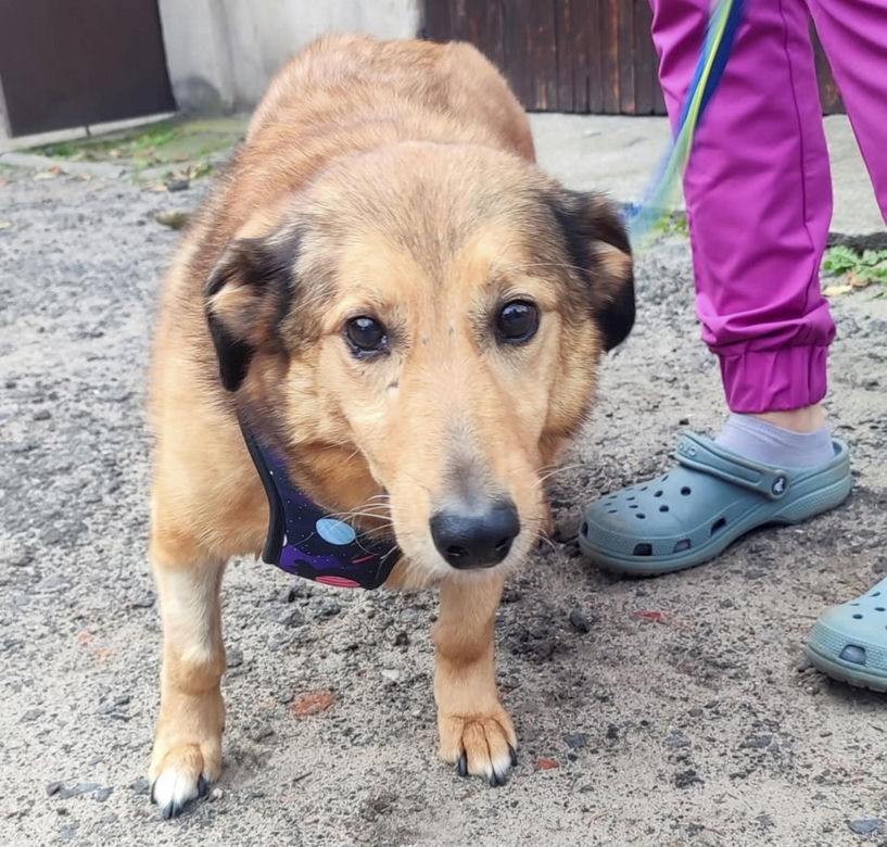 Aleksandrów Łódzki. Piesek Pimpuś potrzebuje pilnej pomocy. Zwróciła go rodzina adopcyjna