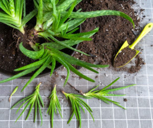 Rozmnażanie aloesu przez odrosty