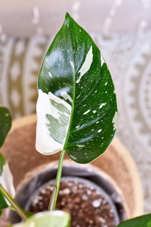 Philodendron 'White Princess'