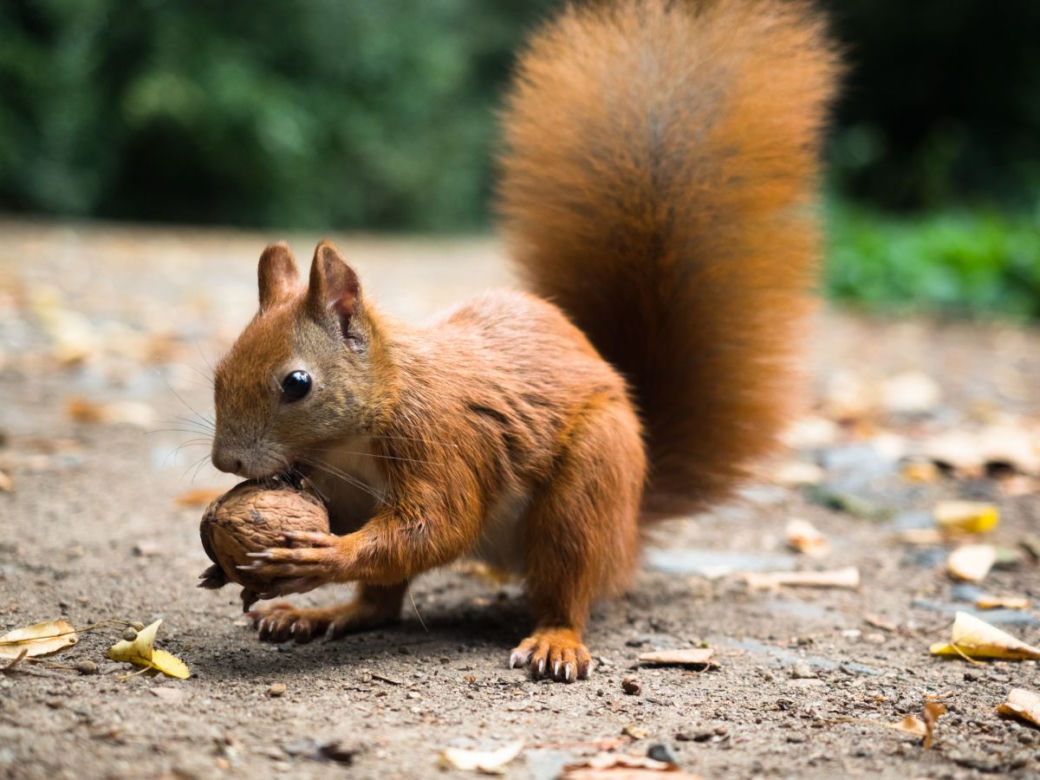 Wiewiórki w ogrodzie