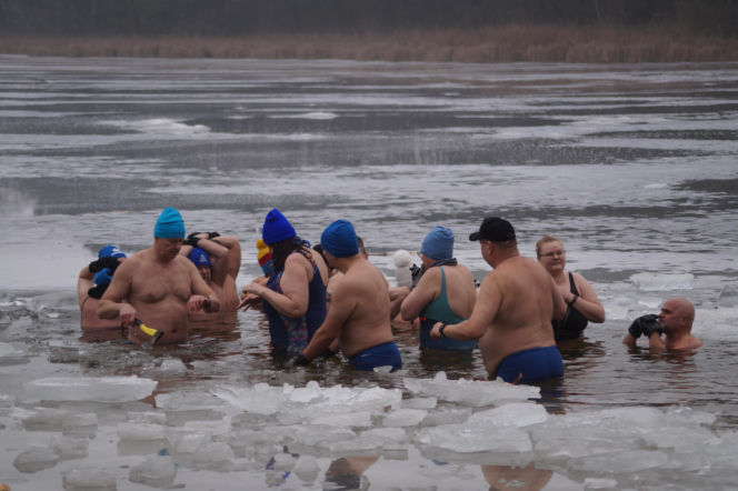 Lodowata woda, gorące emocje. Morsy znów opanowały jezioro pod Bydgoszczą