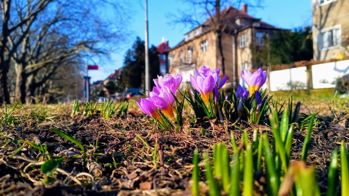 Pierwsze krokusy na Jasnych Błoniach w Szczecinie