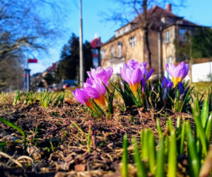Pierwsze krokusy na Jasnych Błoniach w Szczecinie